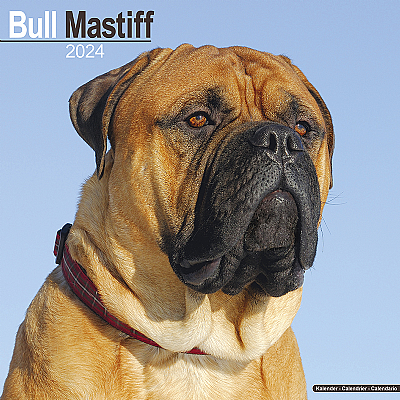 Bull Mastiff Calendar 2024 (Square)